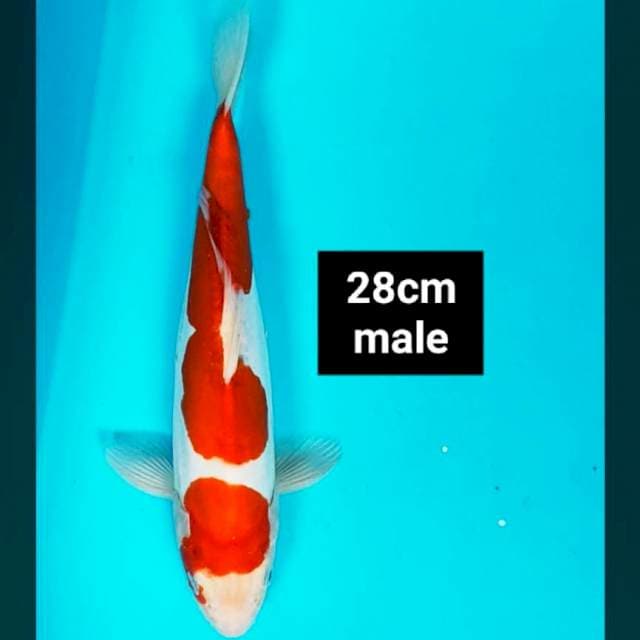 Kikushui 28cm male