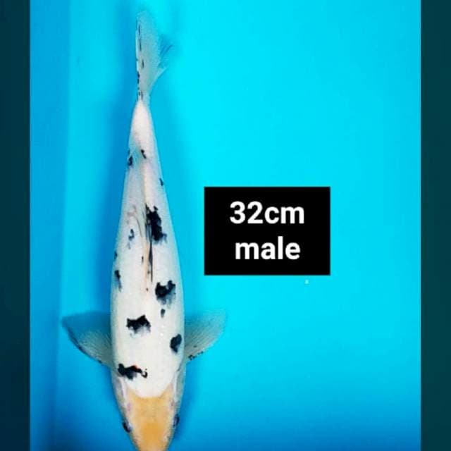 Bekko jos 32cm male