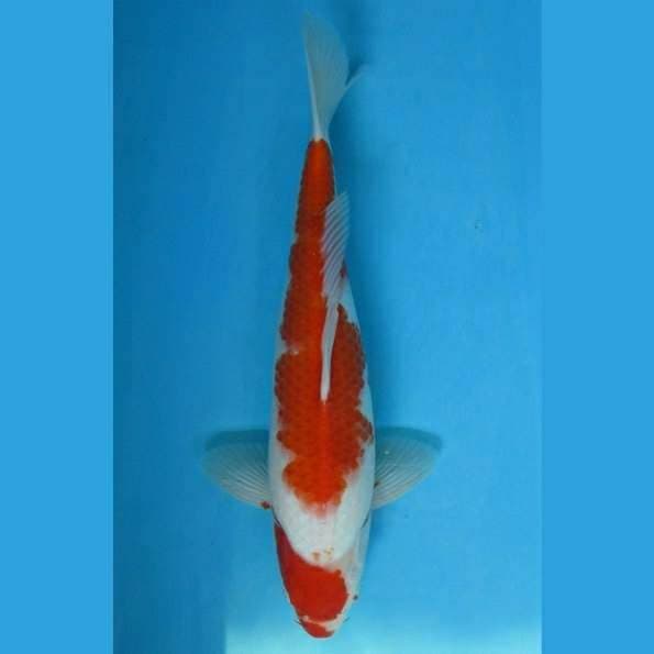 Near Koi - Kohaku 35cm