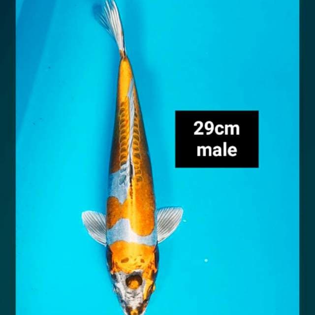 Kiko strong 29cm male