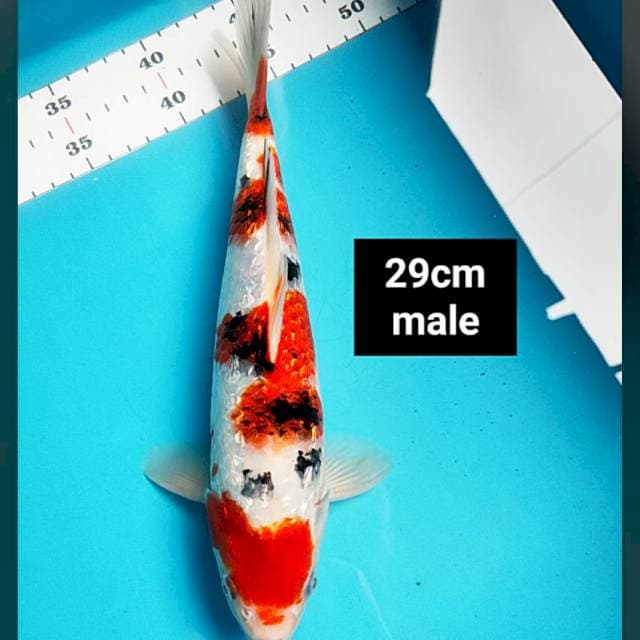 Sanke ginrin strong 29cm male
