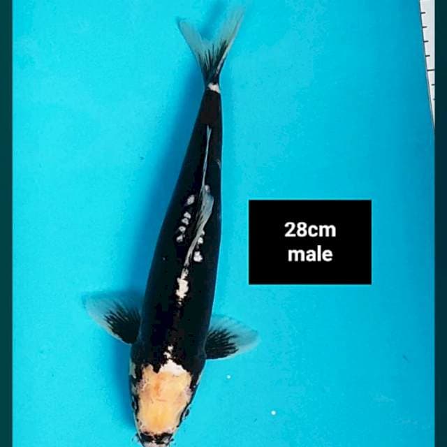 Antik kumon 28cm male