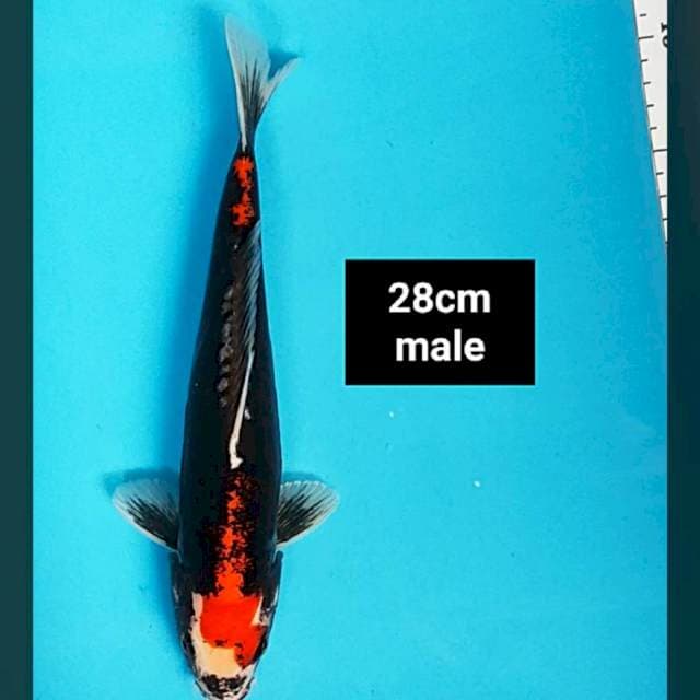 Beni kumon 28cm male