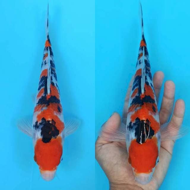 Maruten sanke kembang 26+cm