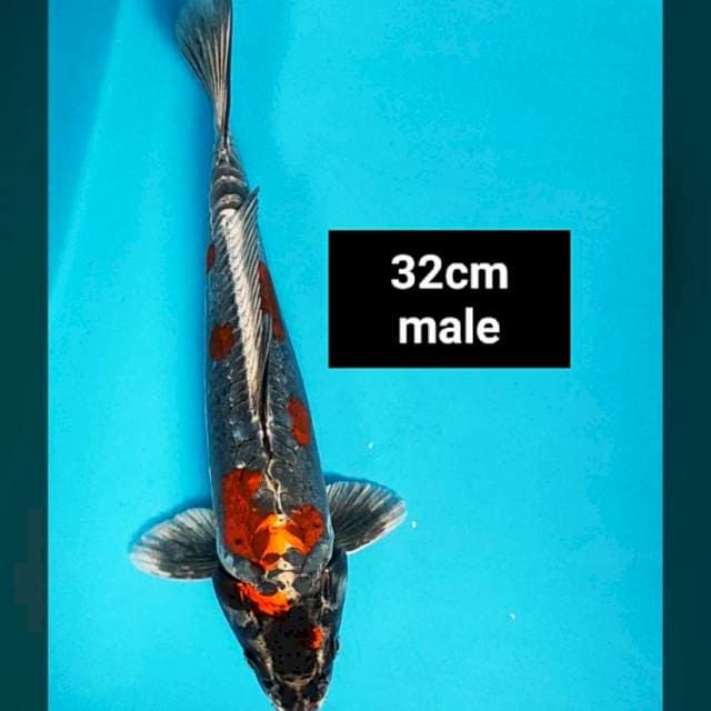 Beni kiko strong 32cm male
