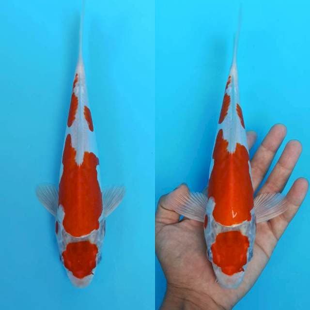 Maruten kikushui 26cm mulus