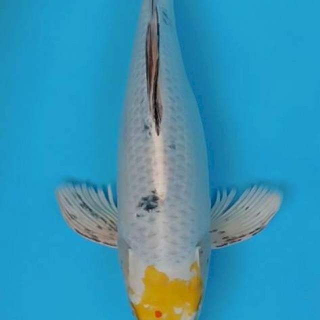 Bulky tancho hariwake kumpay 42cm