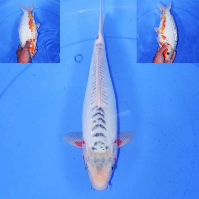 33CM ALBIN SHUSUI F1