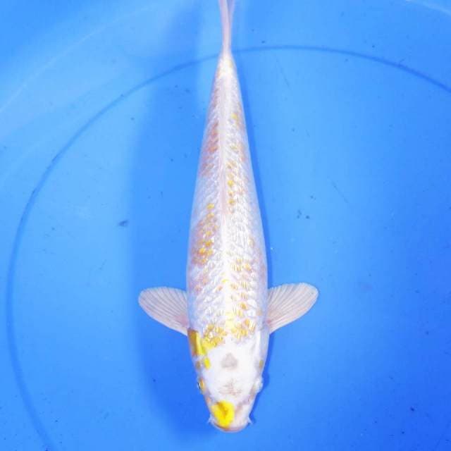 34cm KINGINRIN HARIWAKE