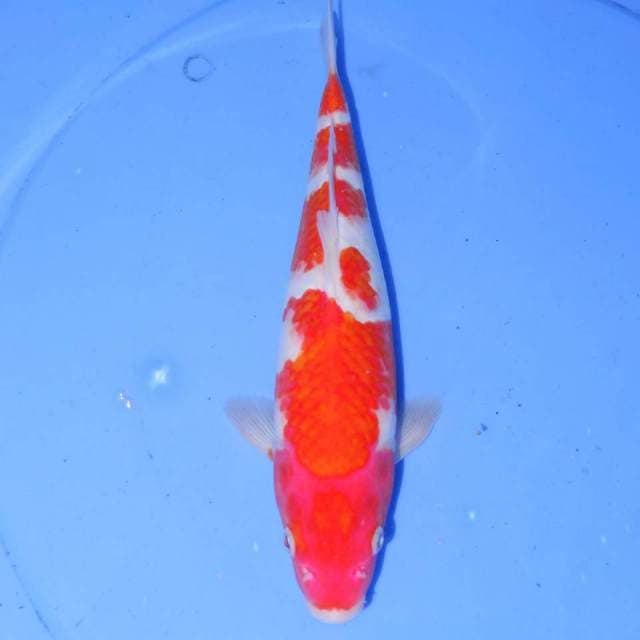 29cm KOHAKU BAGUS 