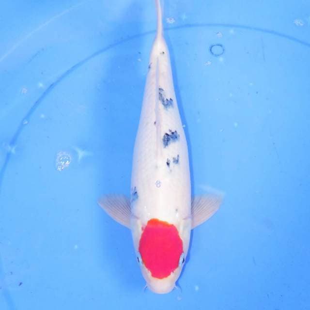 31cm TANCHO SANKE BERSIH