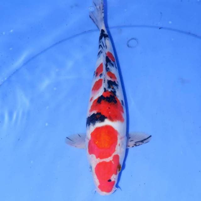 27cm SAKURA SANKE POLKA