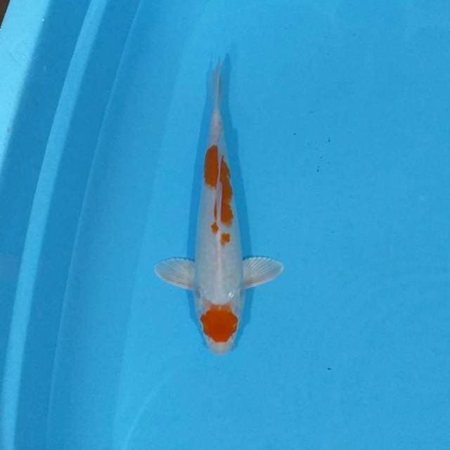 Kohaku