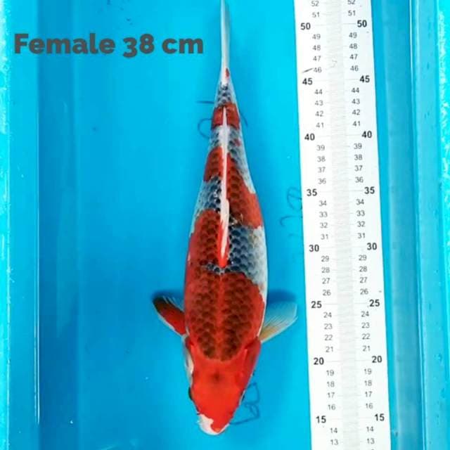 Goshiki 38 cm
