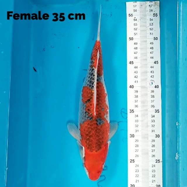 Female 35 cm