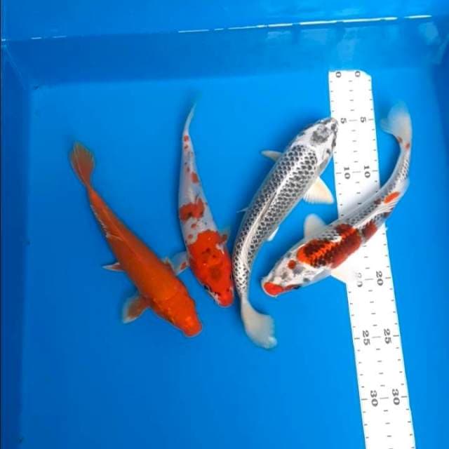 Paket 20-24cm
