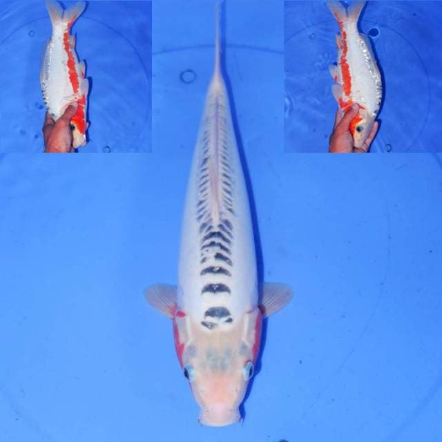 35cm SHUSUI BAGUS