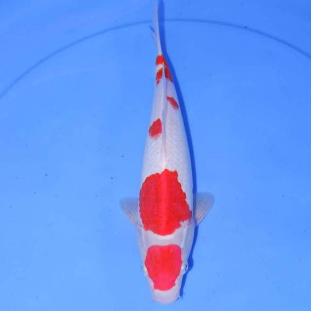 KOHAKU