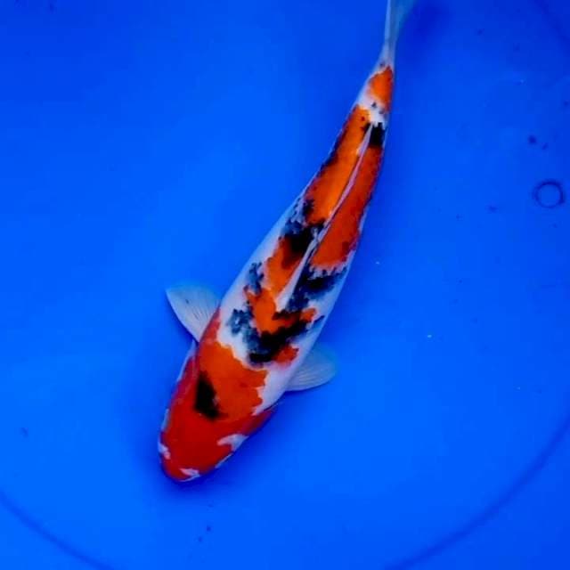 30cm TAISHO SANSHOKU