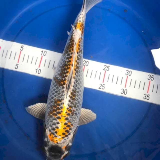 Kogane ochiba 40cm