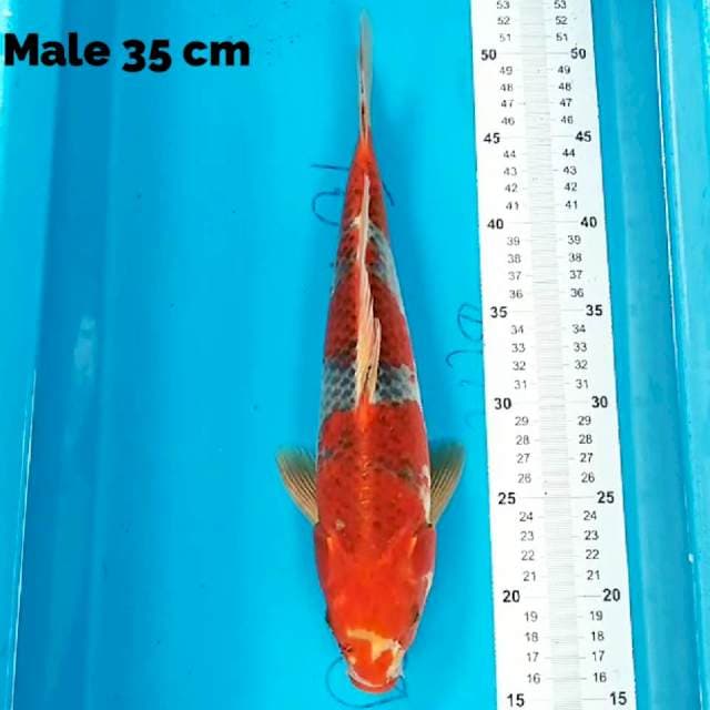 Goshiki 35 cm