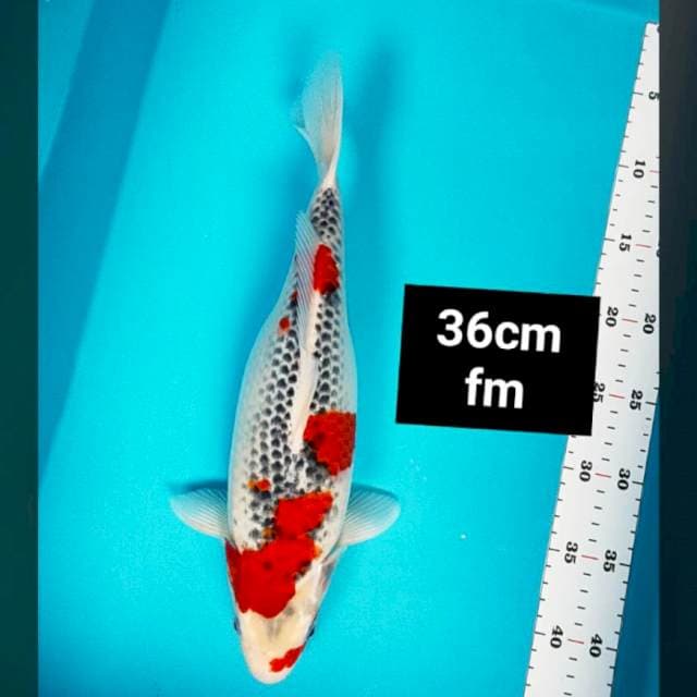 Goshiki strong 36cm