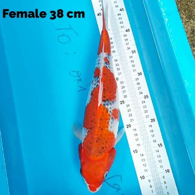 Goshiki 38 cm