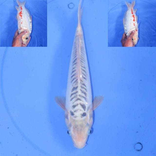 30cm F1 SHUSUI