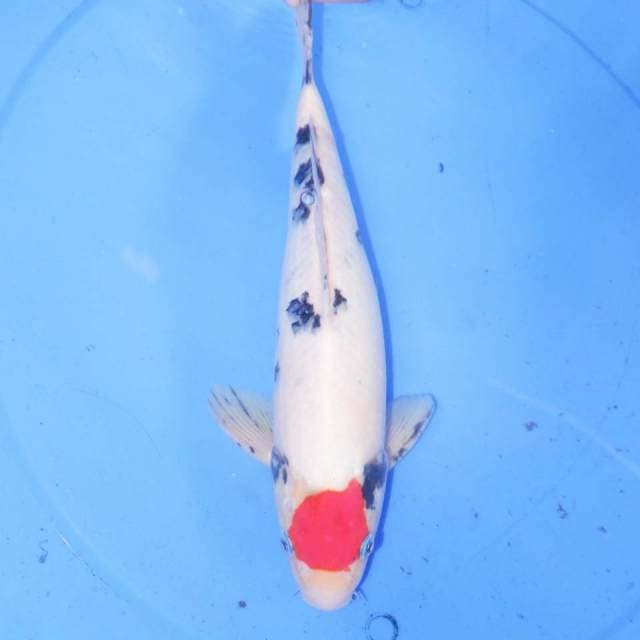 30cm TANCHO SANKE