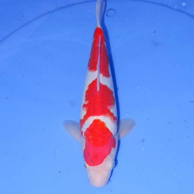 SANDAN KOHAKU 