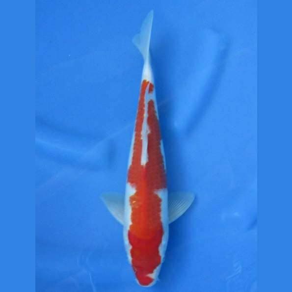 Near Koi - Kohaku 33cm