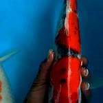 Gosiki 38cm