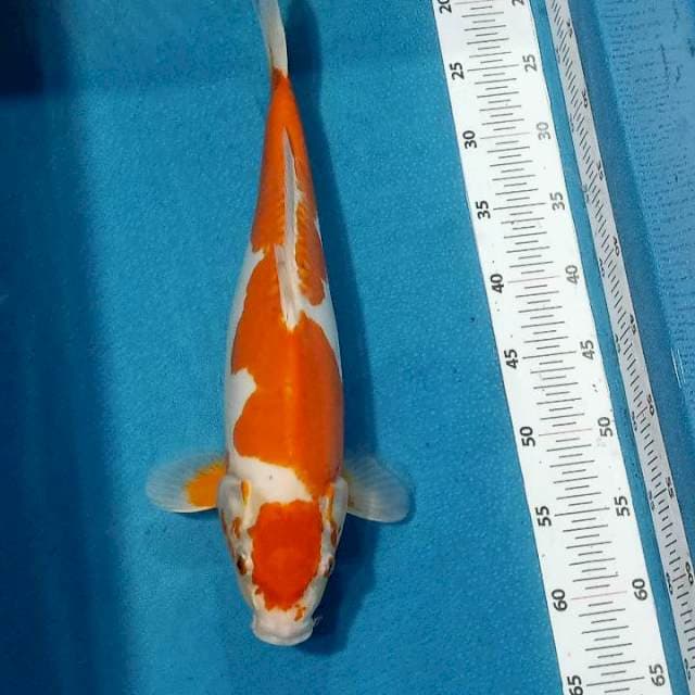 Kohaku Doitsu 43cm
