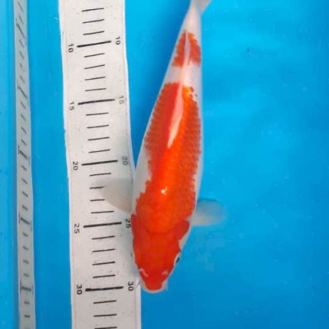 Kohaku 25cm 