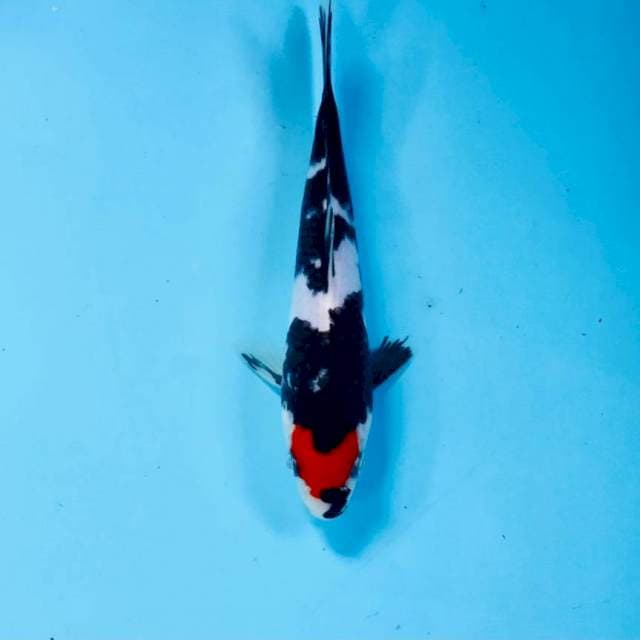 Tancho Showa, 17 cm