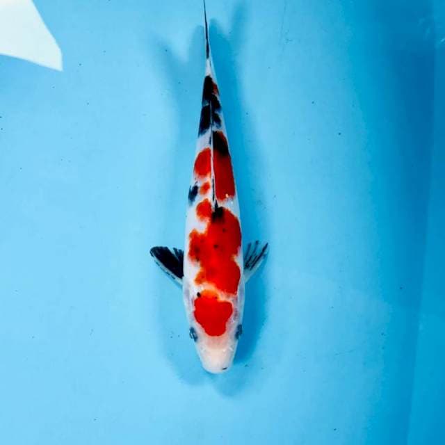 Sanke, 23 cm