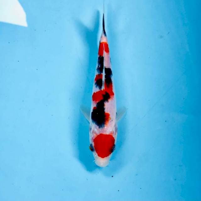 Sanke, 18 cm