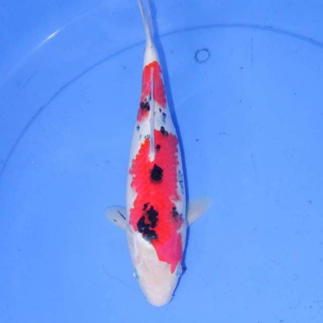 HATORI SANKE