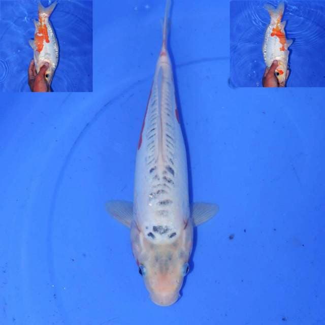 SHUSUI 33cm