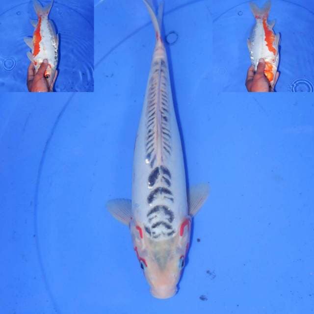 KICHINTO HANA SHUSUI 30cm