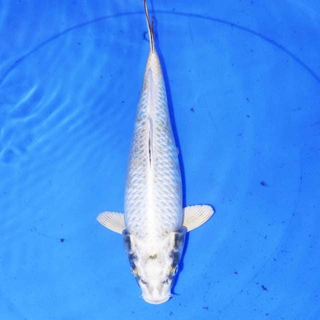 RYOSEI MUKASI 32cm