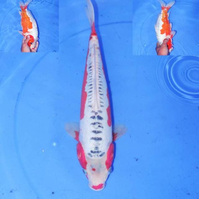 F1 HANA SHUSUI MANIS 33cm