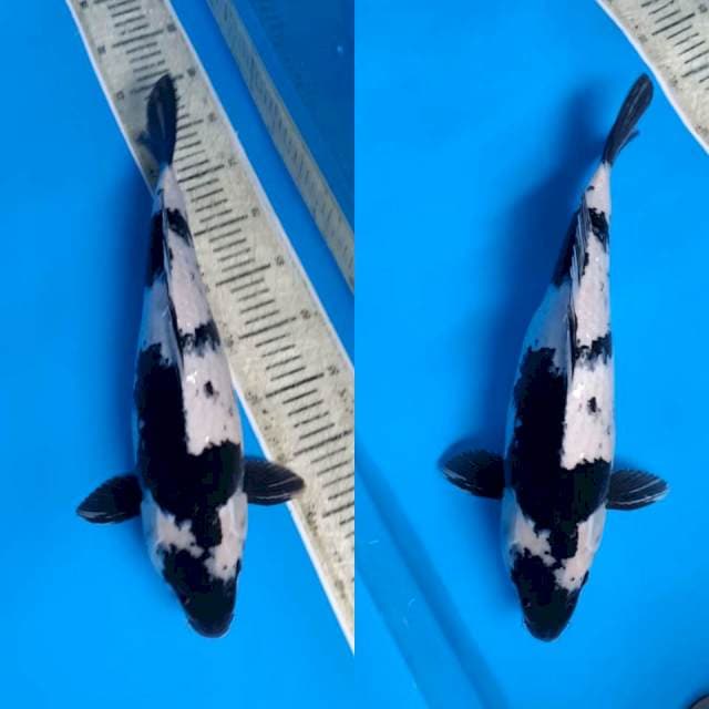 Shiro joss Betina 43cm