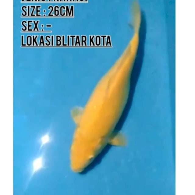 #KARASHI # 26 CM