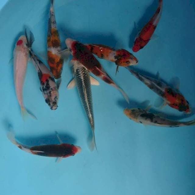 Mix paket 10 ekor 18-22