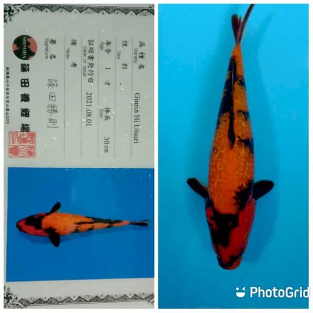 Ginrin hi utsuri shinoda