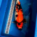 Showa imort 65cm 