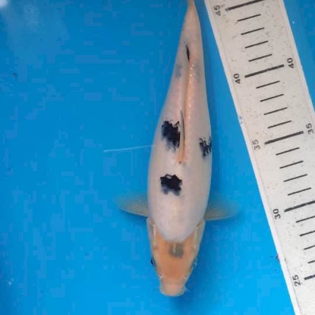 Bekko 23cm 