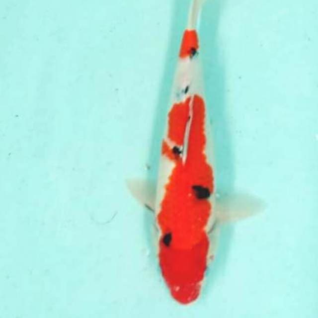 Sanke 40cm bu body siip