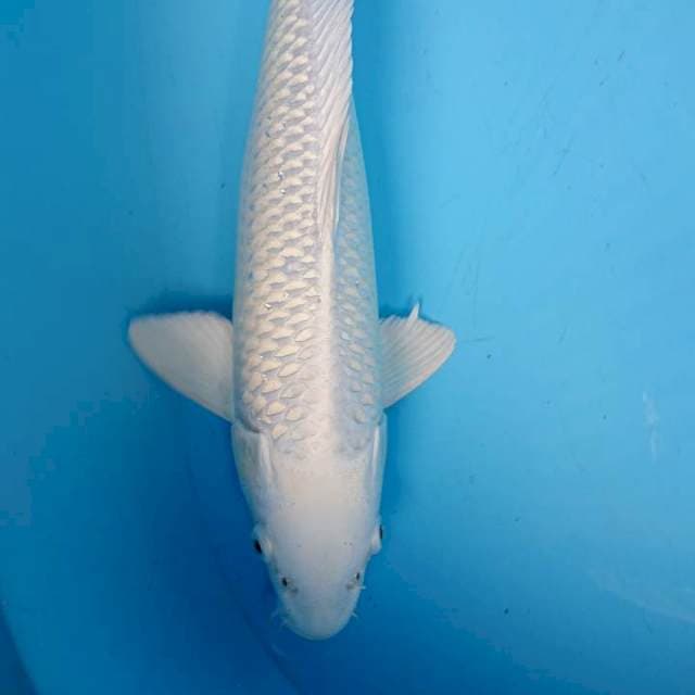 PLATINUM 36 cm